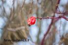 Makrofotografia - fotografovanie detailov